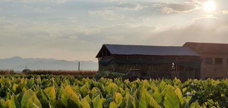 Un secadero de tabaco en Cúllar Vega (AYTO. CÚLLAR VEGA)