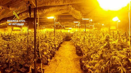 Imagen de la plantación de marihuana (GUARDIA CIVIL) Imagen de la plantación de marihuana (GUARDIA CIVIL)