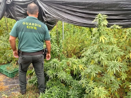 Agente junto a una plantación de marihuana (GUARDIA CIVIL) 