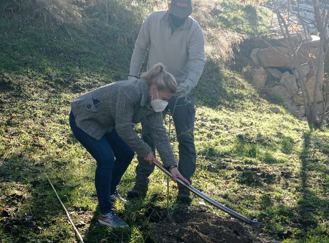 Imagen de recurso de una plantación de árboles (UGR)