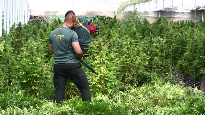 Agentes de la Guardia Civil en una de las plantaciones incautadas (GUARDIA CIVIL)