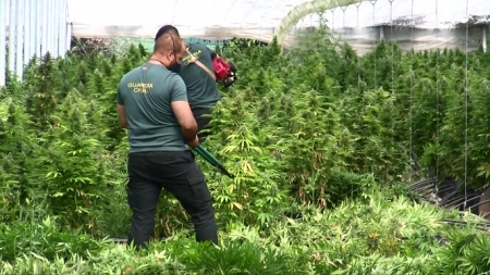 Agentes de la Guardia Civil en una de las plantaciones incautadas (GUARDIA CIVIL)