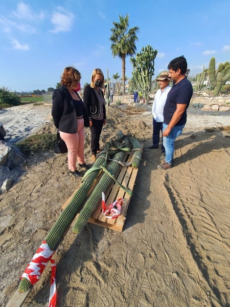 Uno de los cactus que irán en el jardín (AYTO. MOTRIL)