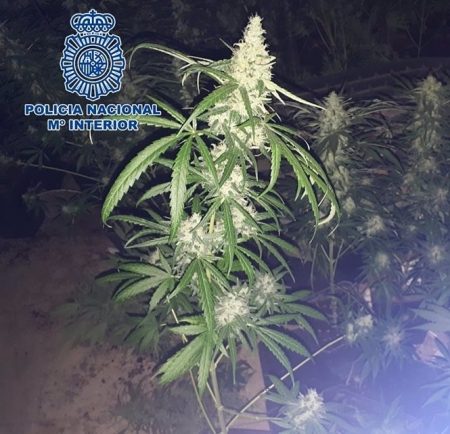 Marihuana intervenida en la comarca del Valle de Lecrín, en Granada (POLICÍA NACIONAL) 