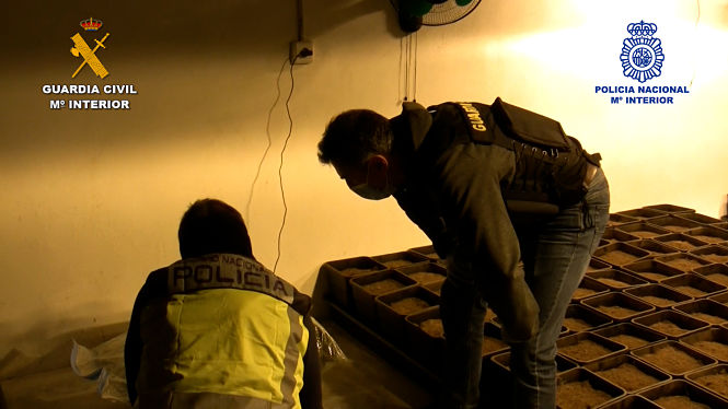 Agentes de la Gaurdia Civil en una de las plantaciones (GUARDIA CIVIL)