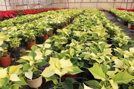 Pascueros en el Vivero Municipal (AYTO. MOTRIL) 