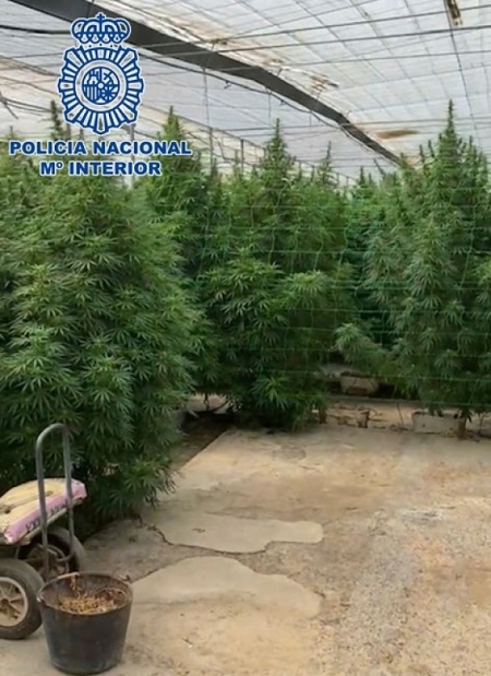 Plantación de marihuana en uno de los invernaderos (POLICIA NACIONAL)