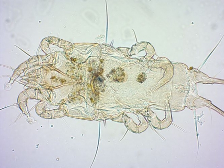 Proctophyllodes musicus muestreado al amanecer de las plumas del ala de un mirlo común (MARÍA DE MAR LABRADOR)
