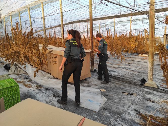 Agentes de la Guardia Civil en la plantación (GUARDIA CIVIL) 