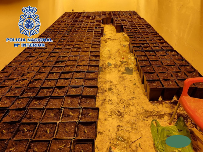 Esquejes situados en el sótano de la frutería (POLICÍA NACIONAL) 