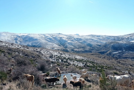 Sergio Alanzor, de Ganadería Los Rotos (AYTO. GÜEJAR SIERRA) Sergio Alanzor, de Ganadería Los Rotos (AYTO. GÜEJAR SIERRA)