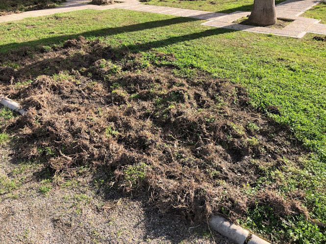 Daños en el césped (AYTO. MOTRIL) 