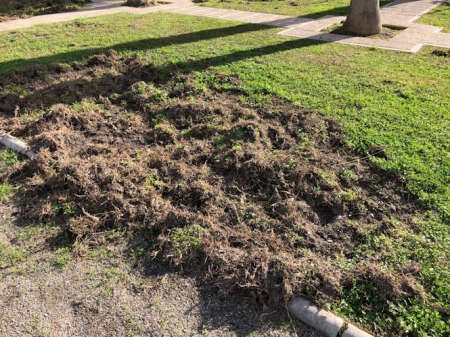 Daños en el césped (AYTO. MOTRIL) Daños en el césped (AYTO. MOTRIL)