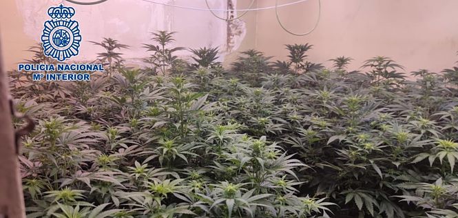 Imagen de archivo de una plantación de marihuana (POLICÍA NACIONAL)