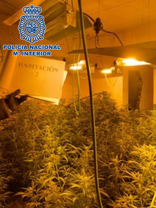 Imagen de las plantas incautadas (POLICÍA NACIONAL)