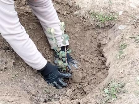 Jornada de reforestación celebrada en el Parque de las Canteras (AYTO. LA ZUBIA) Jornada de reforestación celebrada en el Parque de las Canteras (AYTO. LA ZUBIA)