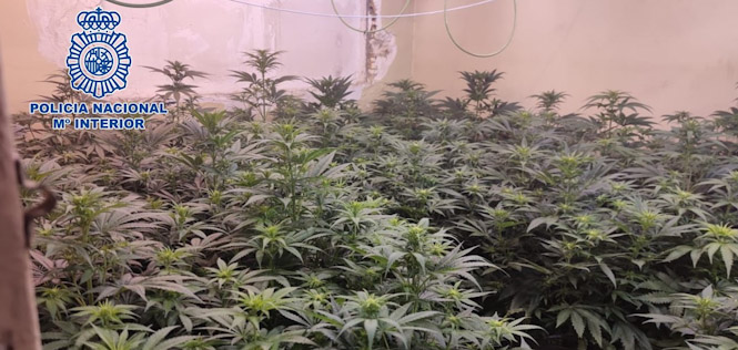 Imagen de una plantación de marihuana (POLICÍA NACIONAL / ARCHIVO) 