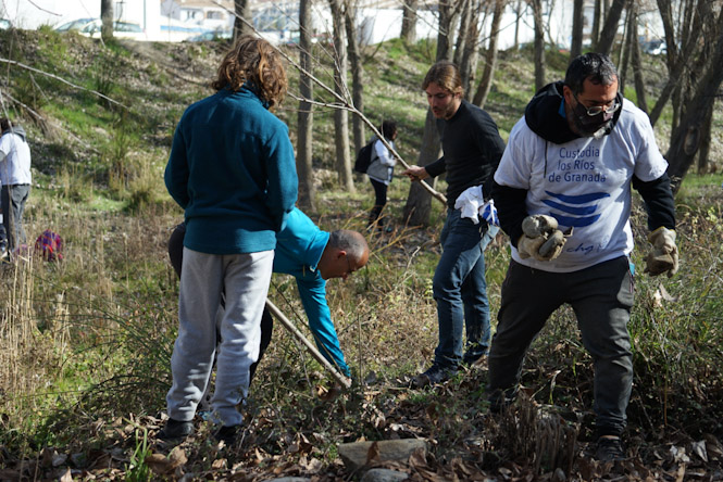 Tareas de reforestación (DIPGRA)