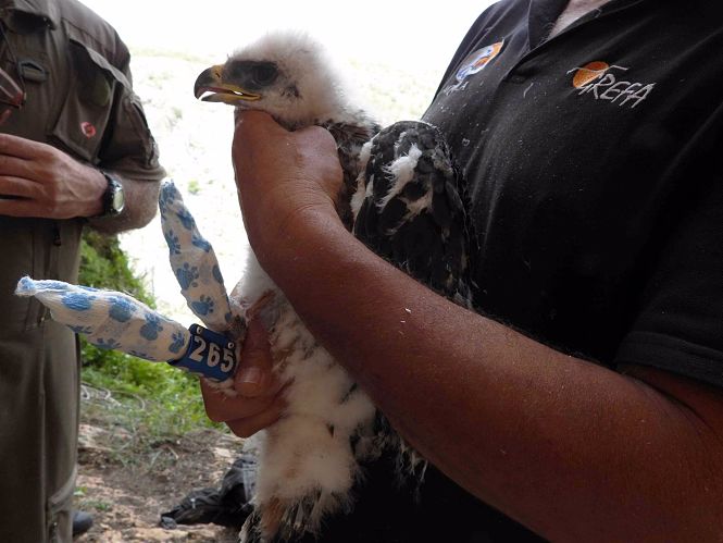 Ejemplar de águila (GREFA)