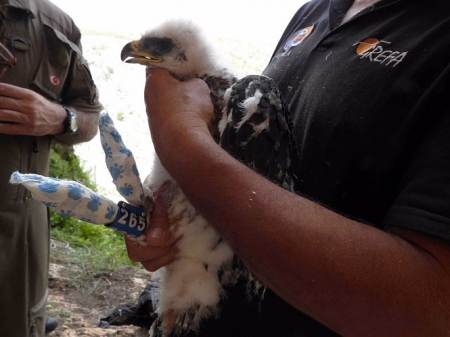 Ejemplar de águila (GREFA) Ejemplar de águila (GREFA)