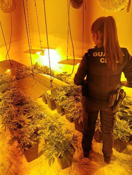 Una agente de la Guardia Civil con las plantas incautadas (GUARDIA CIVIL)