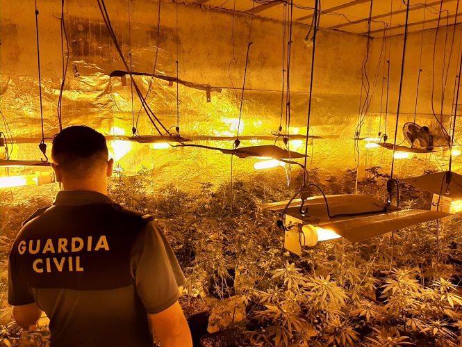 Agente de la Guardia Civil junto a una plantación de marihuana (GUARDIA CIVIL) 