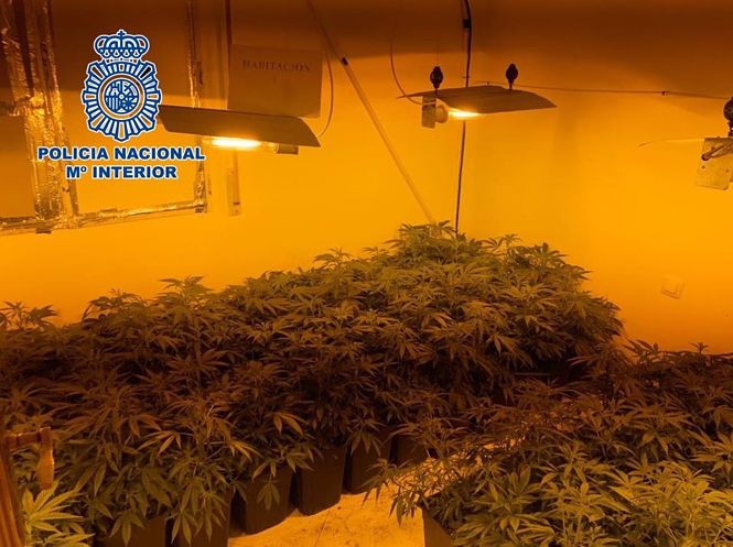 Plantación de marihuana en Rey Badis (POLICÍA NACIONAL)
