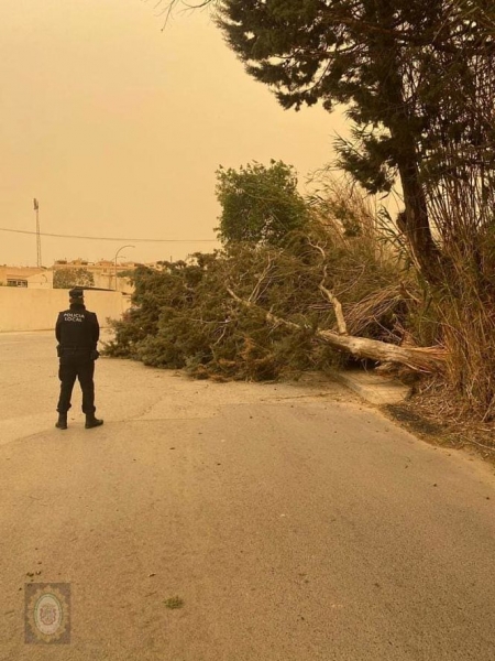 Árbol caído en Motril (POLICÍA LOCAL MOTRIL) 