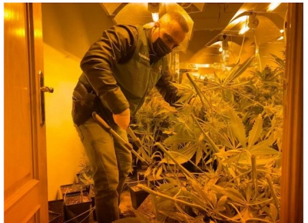 Una de las plantaciones incautadas (GUARDIA CIVIL) Una de las plantaciones incautadas (GUARDIA CIVIL)