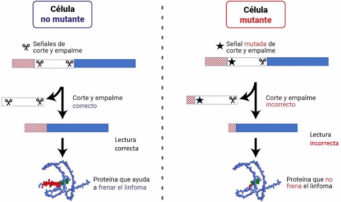 Trabajo para identificar nuevas mutaciones relacionadas con el linfoma claves (UGR)
