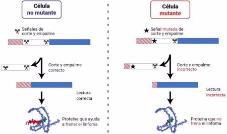 Trabajo para identificar nuevas mutaciones relacionadas con el linfoma claves (UGR)