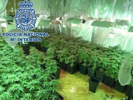 Imagen de una de las plantaciones (POLICÍA ANCIONAL)