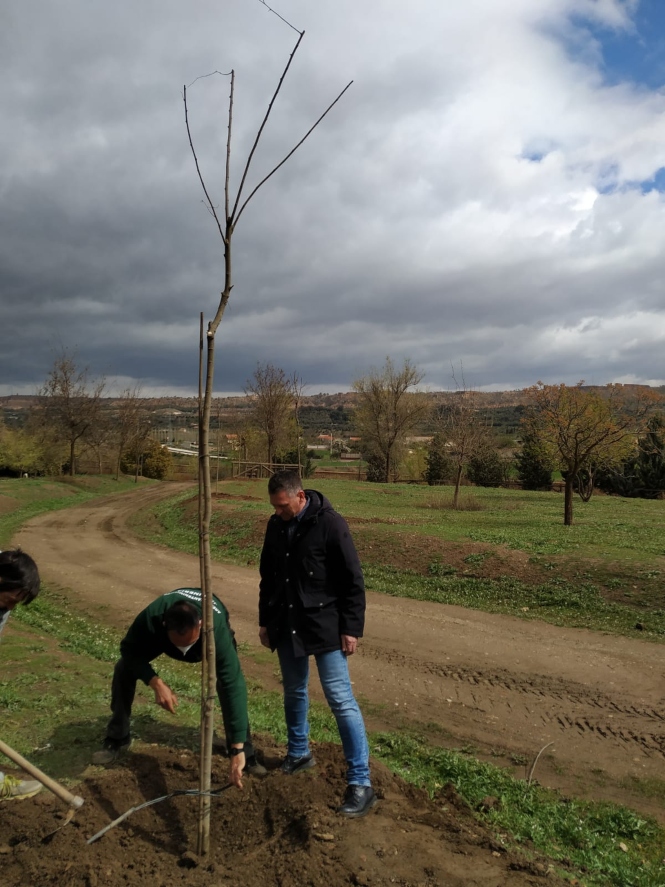 Plantación de árboles (AYTO. GUADIX)