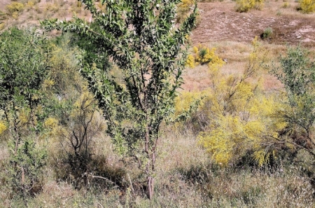 Almendro asilvestrado en cerro San Miguel (UGR) 