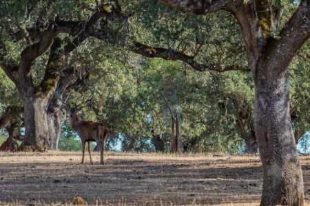 Un ciervo en imagen de archivo (DIEGO CASILLAS - EUROPA PRESS) 