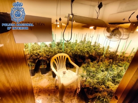 Plantación de marihuana (POLICÍA NACIONAL) 