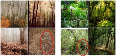 Ejemplo de imágenes utilizadas en el experimento de la UGR con escenas naturales (UGR)