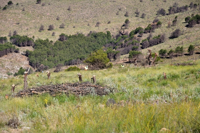 Imagen de la Sierra (JUNTA) 