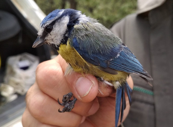 Adulto de herrerillo común (Cyanistes caeruleus), la especie de ave sobre la que se ha realizado el estudio (UGR-JORGE GARRIDO)