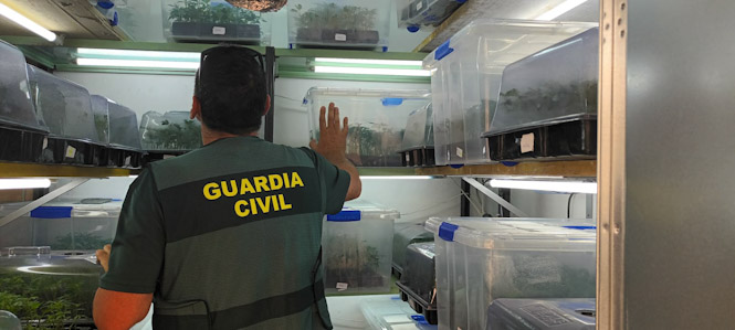 Agente de la Guardia civil en el laboratorio de esquejes (GUARDIA CIVIL)