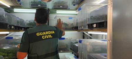 Agente de la Guardia civil en el laboratorio de esquejes (GUARDIA CIVIL)