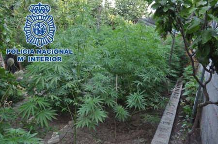 Plantación de amrihuna en un huerto de Baza (POLICíANACIONAL) Plantación de amrihuna en un huerto de Baza (POLICíANACIONAL)