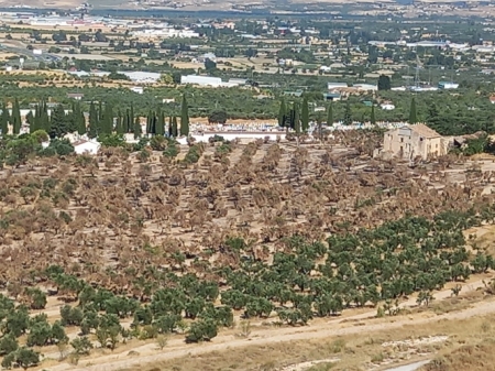 Efectos de un incendio junto al cementerio de Baza (AGAPRO) Efectos de un incendio junto al cementerio de Baza (AGAPRO)