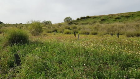 Finca donde se realizará la plantación de árboles (FUNDACIÓN CAJA RURAL)
