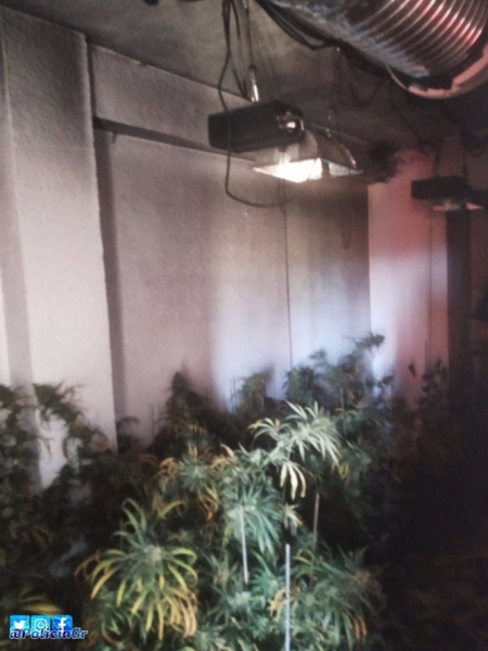 Planta de marihuana hallada en un inmueble incendiado en Cartuja (TWITTER DE POLICÍA LOCAL) 