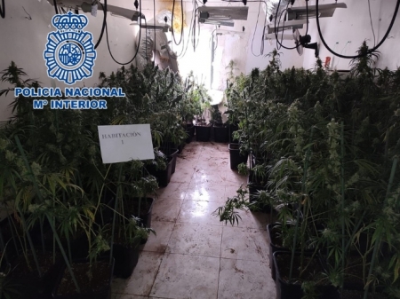 Una de las plantaciones incautadas (POLICÍA NACIONAL) 