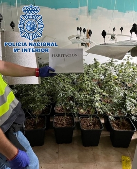 Plantacion de marihuana (POLICÍA NACIONAL) 