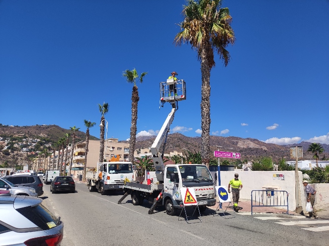 Limpieza de palmeras en La Herradura (AYTO. ALMUÑÉCAR) 