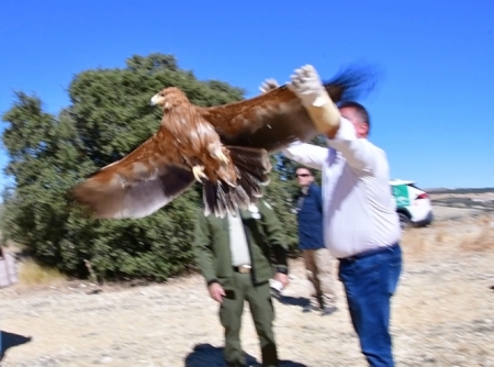 Suelta del Águila Imperial (JUNTA) Suelta del Águila Imperial (JUNTA)