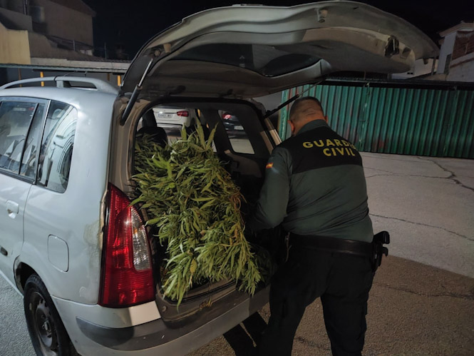 Imagen de las plantas incautadas (GUARDIA CIVIL)